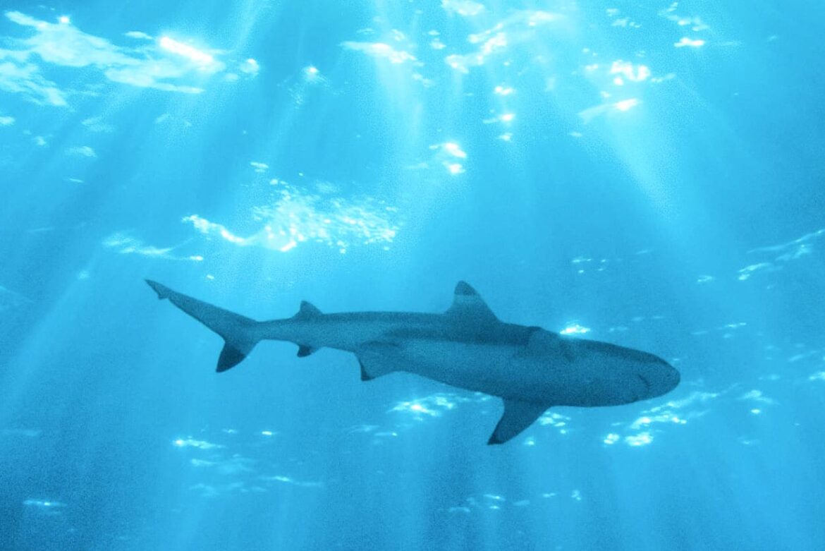 Czy na Cyprze można spotkać rekiny? Odkrywamy morskie tajemnice wyspy