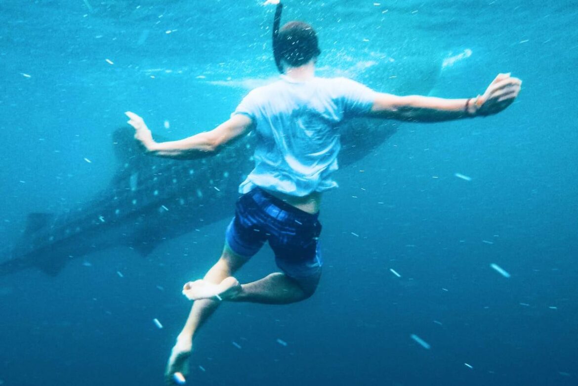 Rekiny w Kenii: odkryj, co kryje się w wodach Afryki Wschodniej