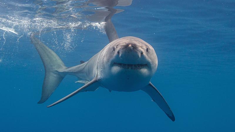 Rekiny na Wyspach Kanaryjskich