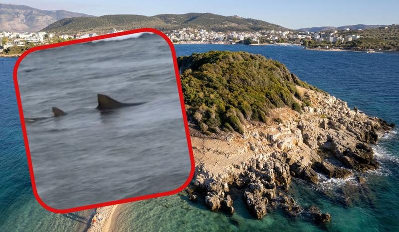 Czy w Albanii napotkasz rekiny? Odkryj mity i prawdę o adriatyckich wodach