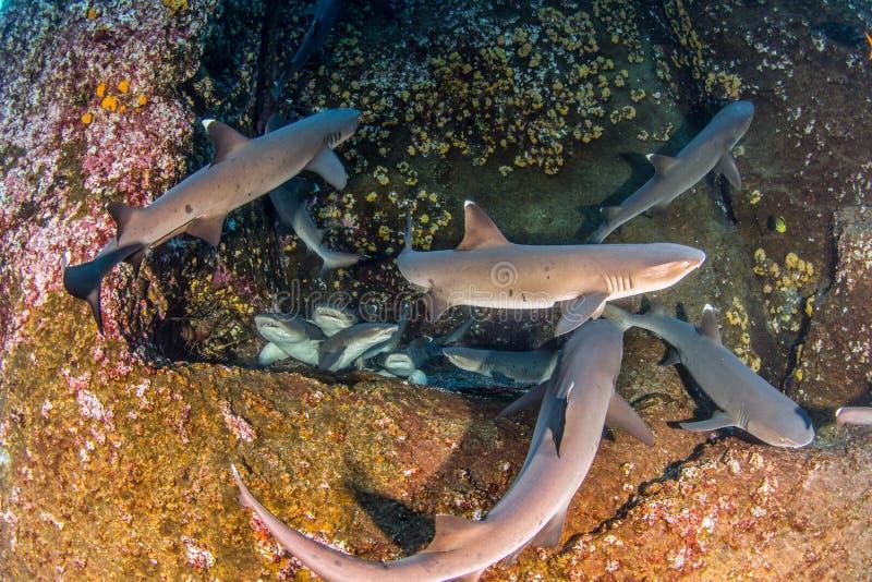 Bezpieczeństwo nurkowania