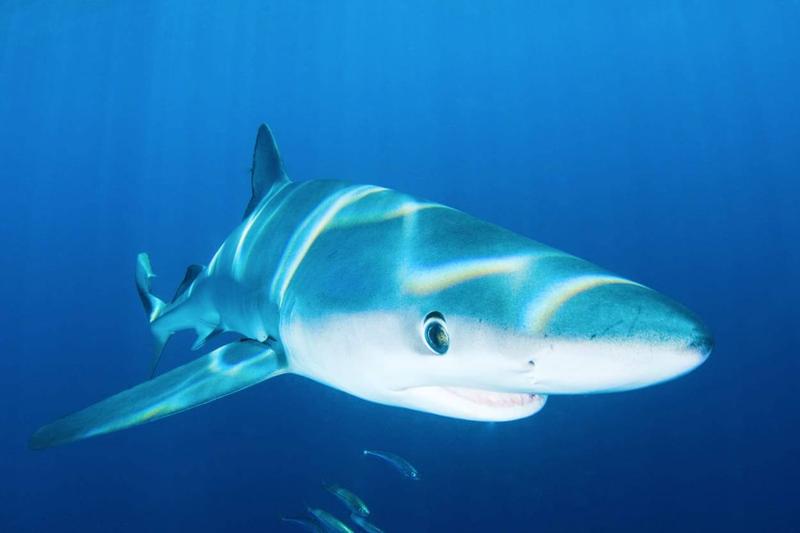 Bezpieczeństwo w wodach Mauritiusu