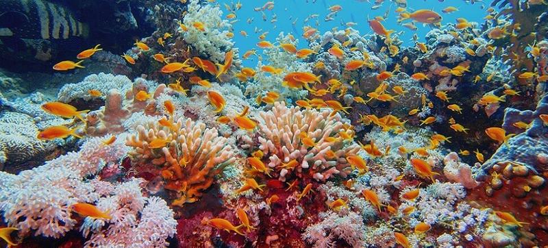 Linie lotnicze do Australii