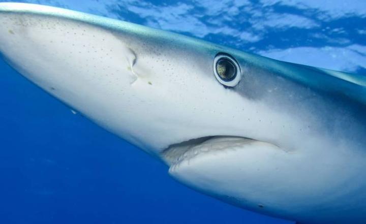 Morskie ekosystemy Portugalii