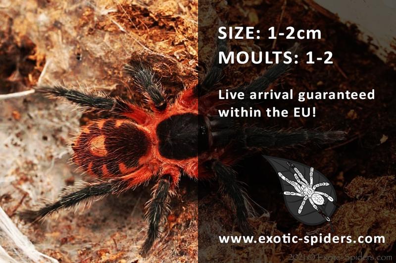 Rękodzieło z Panamy