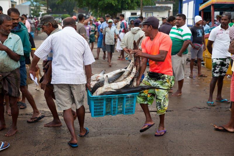 Spotkania z rekinami