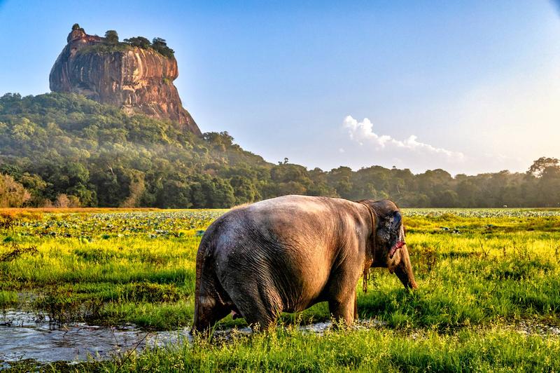 Loty z Europy na Sri Lankę