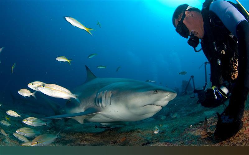 Ochrona rekinów i zrównoważony rozwój
