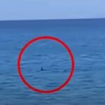 Czy w Grecji można spotkać rekiny? Oto, co musisz wiedzieć!