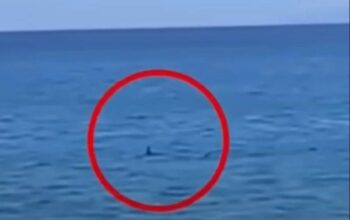 Czy w Grecji można spotkać rekiny? Oto, co musisz wiedzieć!