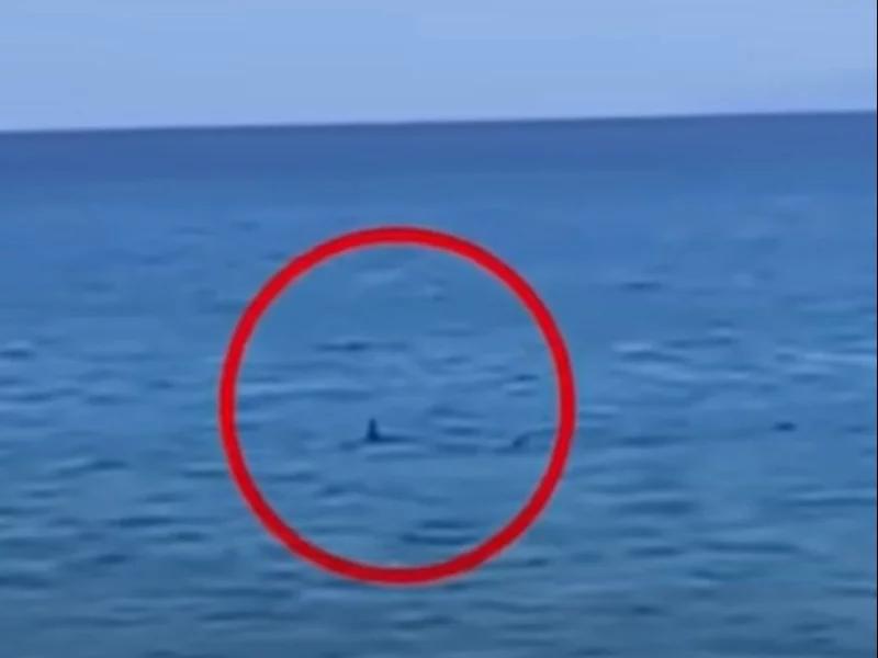 Czy w Grecji można spotkać rekiny? Oto, co musisz wiedzieć!