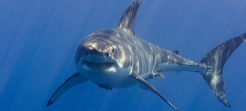 Czy w komorach sa rekiny? Odkrywamy tajemnice podwodnych światów