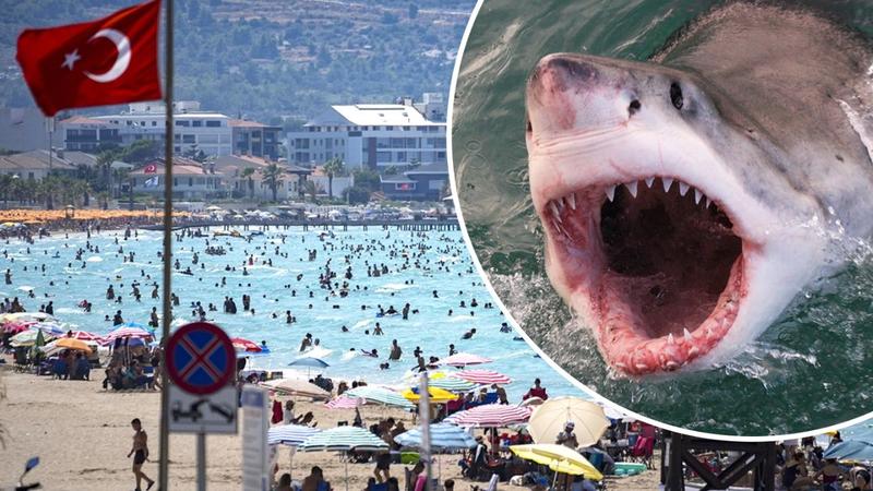 Czy w Turcji naprawdę można spotkać rekiny? Oto co warto wiedzieć