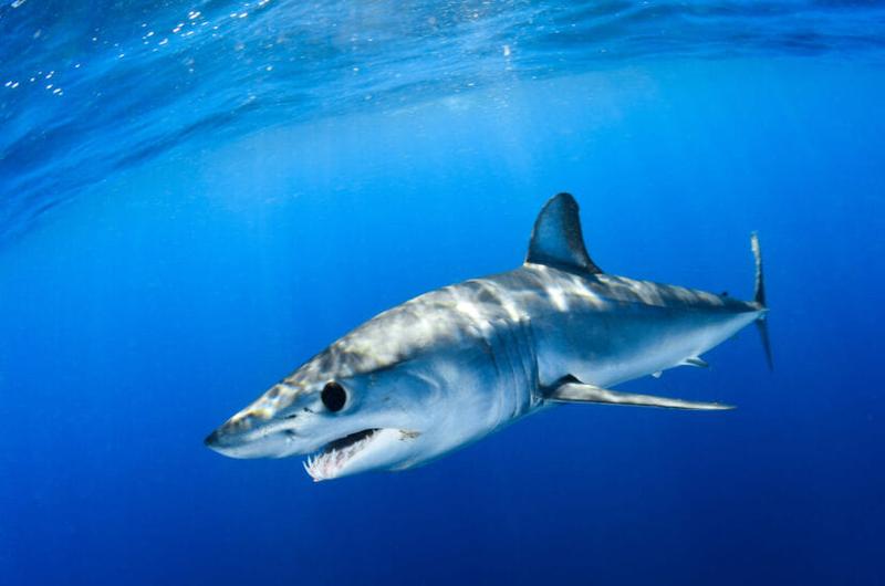 Fakty i mity o rekinach