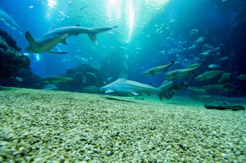 Nurkowanie na Nauru z rekinami