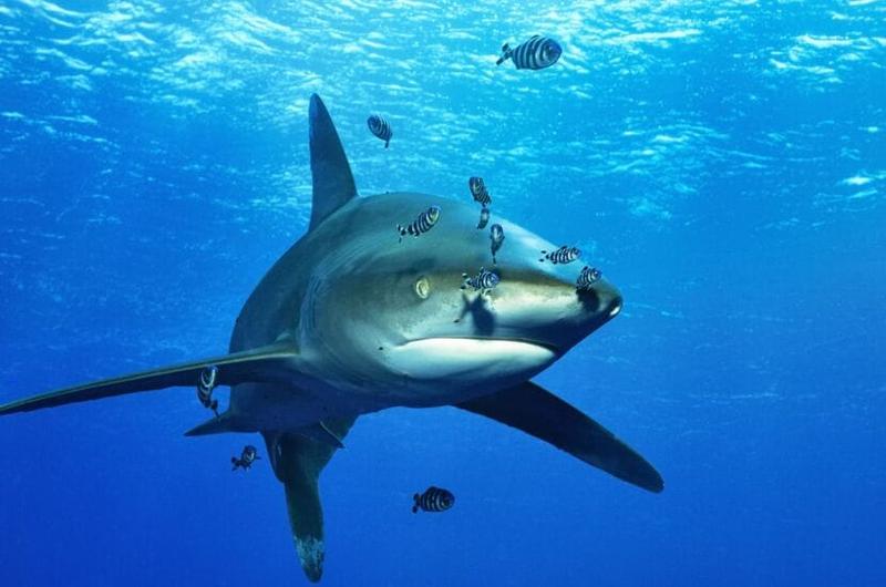 Rekiny na Nauru