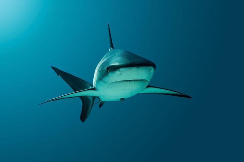 Bezpieczeństwo pływania w Niue