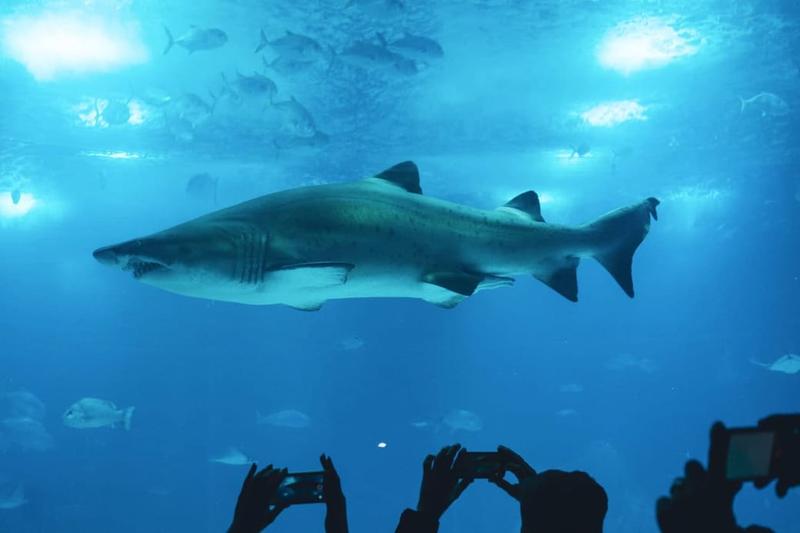 Rekiny w Tunezji