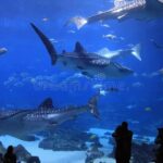 Czy w Gruzji można spotkać rekiny? Odkrywamy morskie tajemnice tego kraju