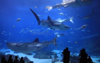 Czy w Gruzji można spotkać rekiny? Odkrywamy morskie tajemnice tego kraju