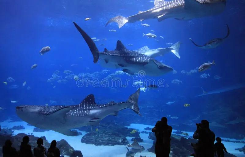 Czy w Gruzji można spotkać rekiny? Odkrywamy morskie tajemnice tego kraju