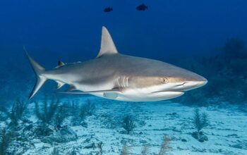 Czy w Tunezji można spotkać rekiny? Oto, co warto wiedzieć