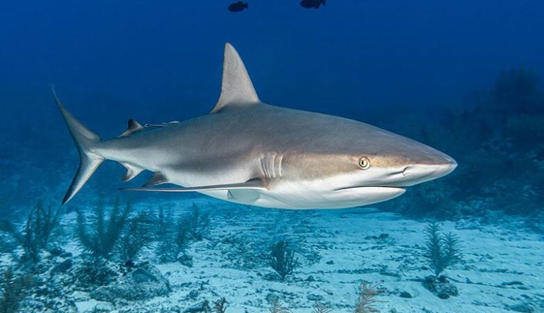 Czy w Tunezji można spotkać rekiny? Oto, co warto wiedzieć