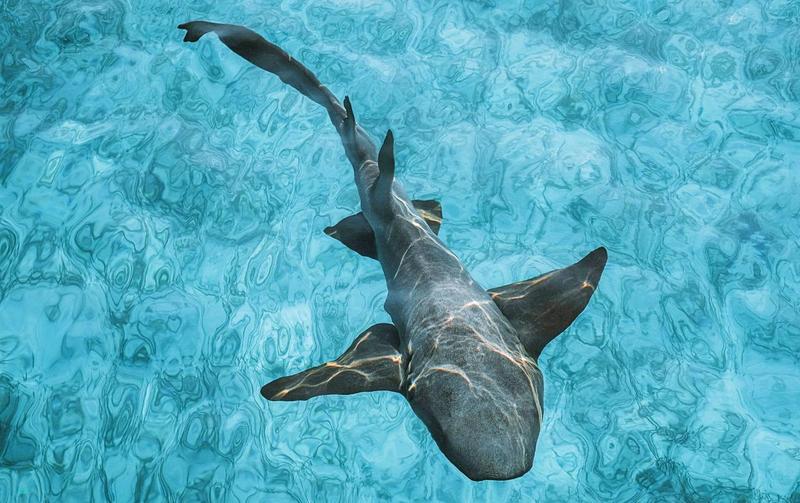 Rekiny na Niue – Czy naprawdę spotkasz je w tych wodach?