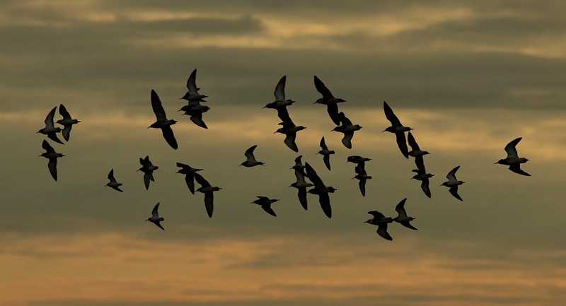 Weekend nad Biebrzą – jak zaplanować krótki wypad do Biebrzańskiego Parku Narodowego