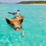 Ile trwa lot na Bahamy? Sprawdź, jak długo leci się na rajskie wyspy!