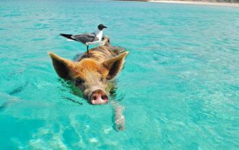 Ile trwa lot na Bahamy? Sprawdź, jak długo leci się na rajskie wyspy!