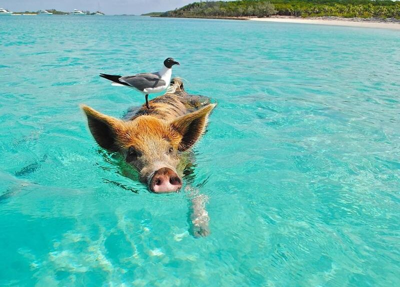 Ile trwa lot na Bahamy? Sprawdź, jak długo leci się na rajskie wyspy!