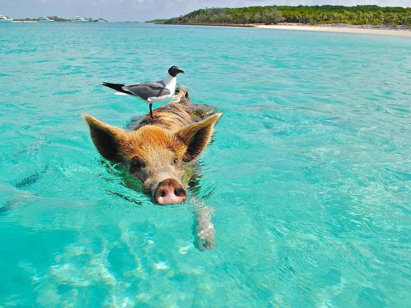 Ile trwa lot na Bahamy? Sprawdź, jak długo leci się na rajskie wyspy!