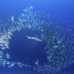 Rekiny w Mikronezji – co warto wiedzieć przed nurkowaniem?