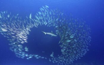 Rekiny w Mikronezji – co warto wiedzieć przed nurkowaniem?