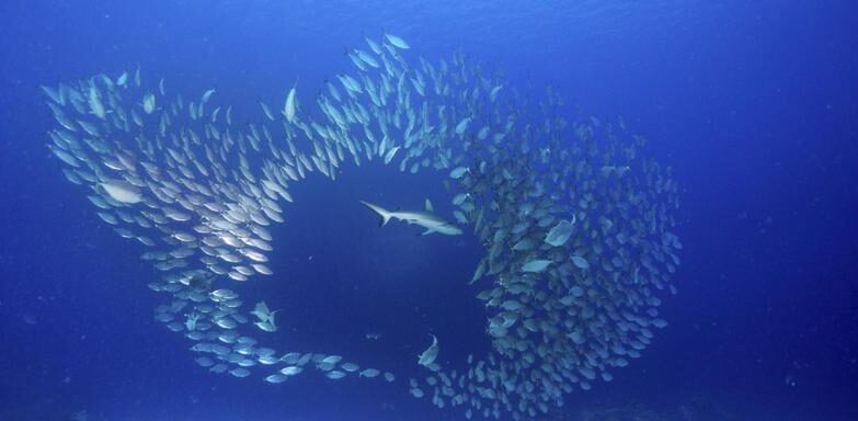 Rekiny w Mikronezji – co warto wiedzieć przed nurkowaniem?