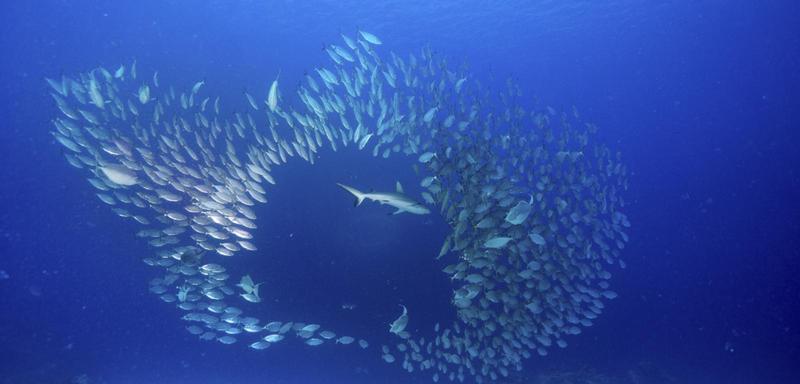 Rekiny w Mikronezji – co warto wiedzieć przed nurkowaniem?