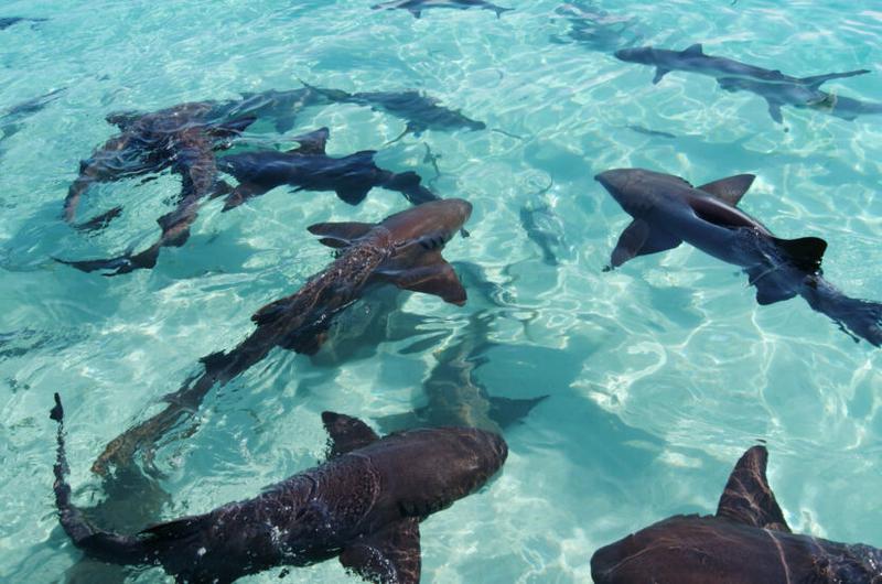 Bezpieczeństwo na Jamajce