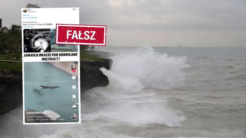 Rekiny na Jamajce – czy warto się ich obawiać?